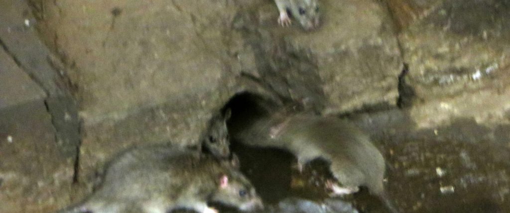 Comment Pr Venir Une Infestation De Rats Ou De Souris Dans Les Maisons