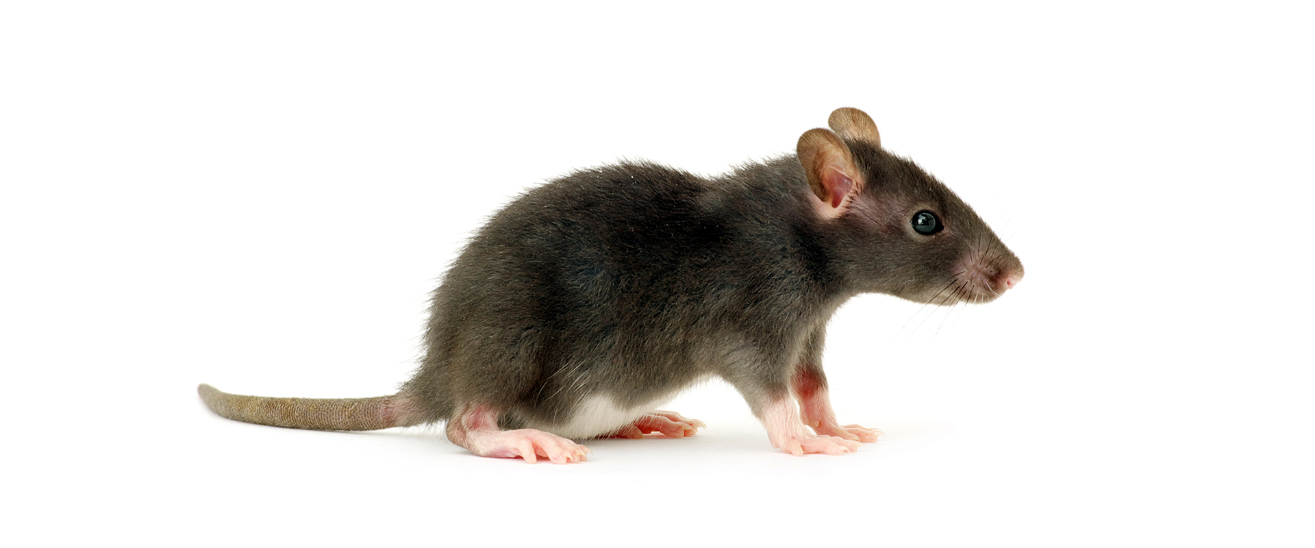 Exterminateur Rat