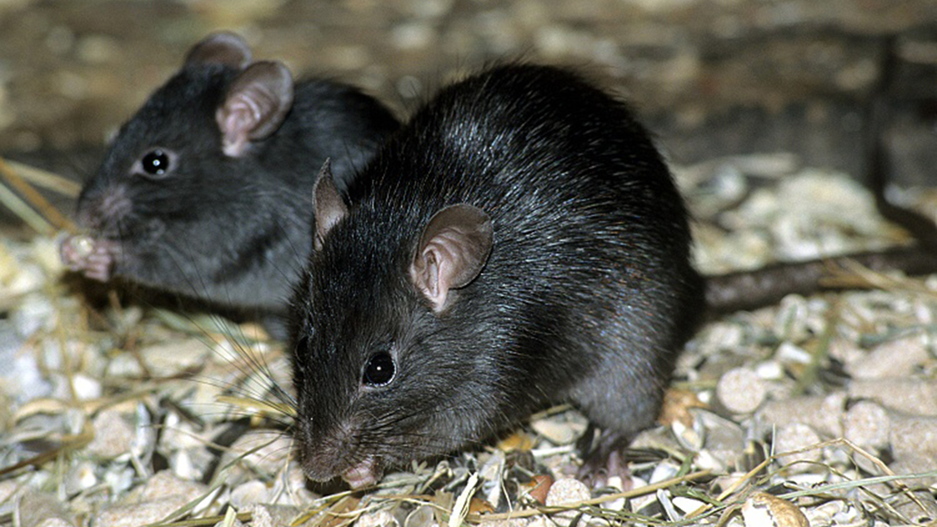 Comment se débarrasser des souris noires dans la maison Guide complet — free download